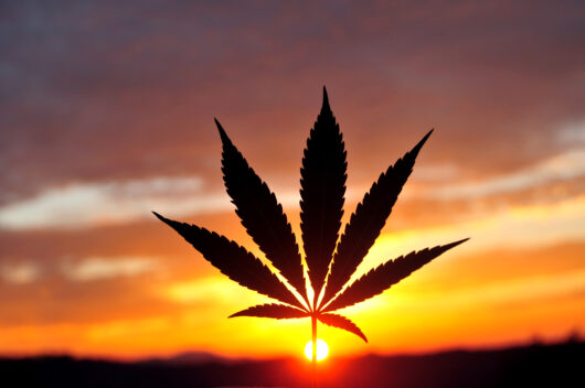 CBD TINCTURE - Image 4